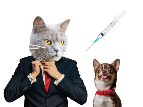 Career Kickstarter Vet Assistant And Animal Welfare