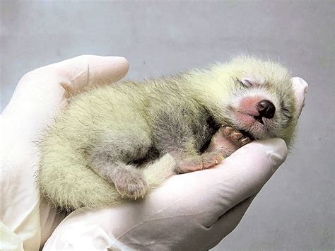 レッサーパンダ誕生 日本平動物園｜あなたの静岡新聞｜深堀り情報まとめ〈知っとこ〉