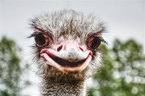 Ostrich Bird Animals - Free photo on Pixabay - Pixabay