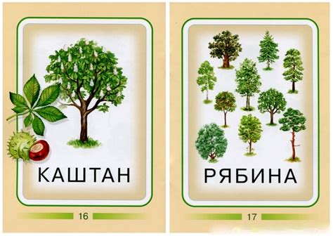 ДЕРЕВЬЯ - КАРТОЧКИ ДОМАНА