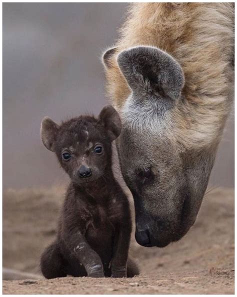 Adorable Baby Hyenas - Nature's Cutest Surprises