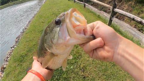 Private Pond Fishing For Late Spawning Bass New Pb Youtube