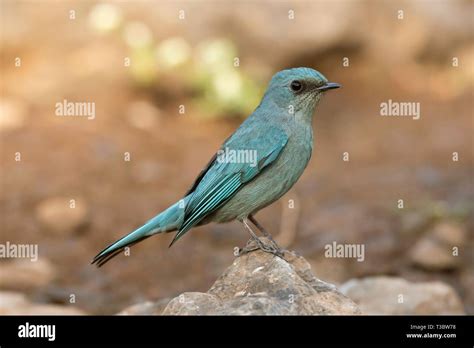 Verditer Flycatcher Eumyias Thalassinus Pune Maharashtra India
