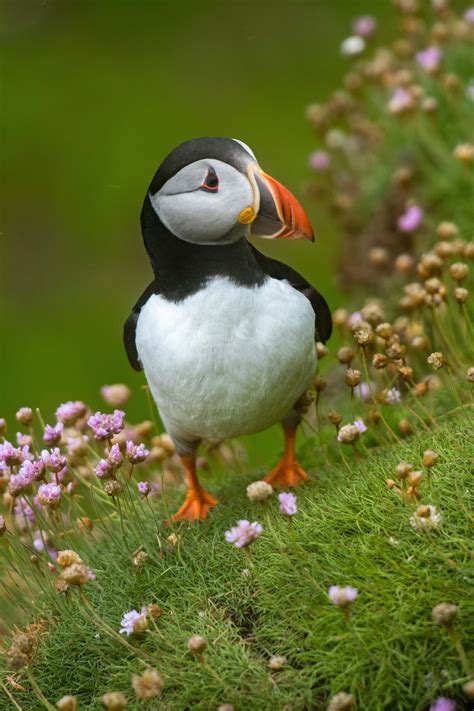 Bird White And Black Atlantic Puffin Puffin Image Free Photo