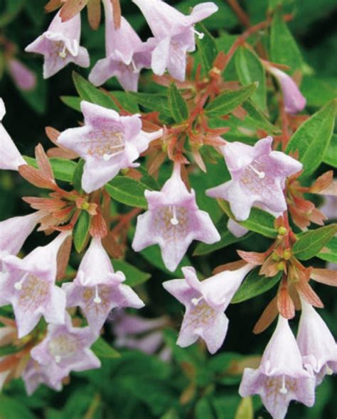 Abelia Grandiflora Edward Goucher Live Your Garden