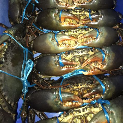 Stanage Bay Mud Crabs Live / Green – Sea2U