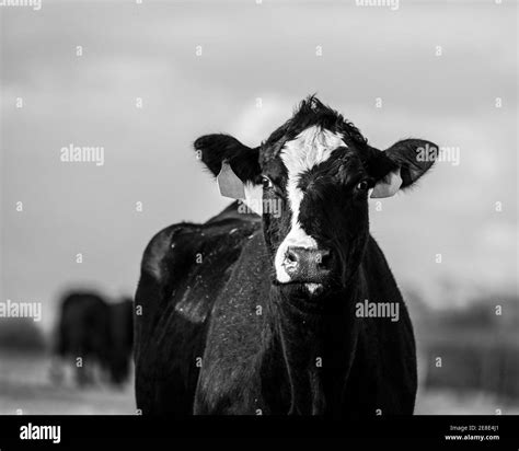 Cabeza De Vaca Dorada Imágenes De Stock En Blanco Y Negro Alamy