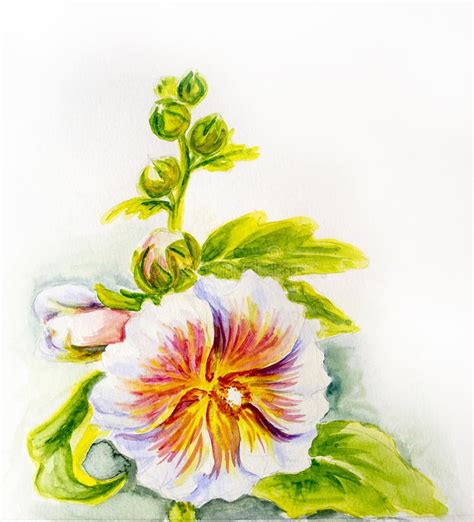 Flores Da Malva Rosa Pintura Da Aquarela Ilustração Stock