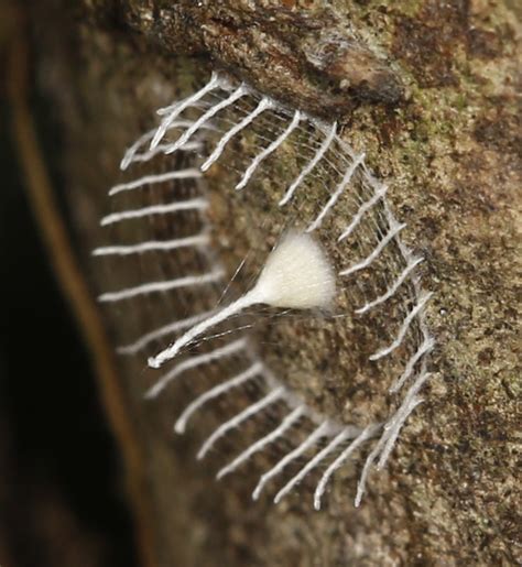 A most bizarre and mysterious cocoon « Why Evolution Is True