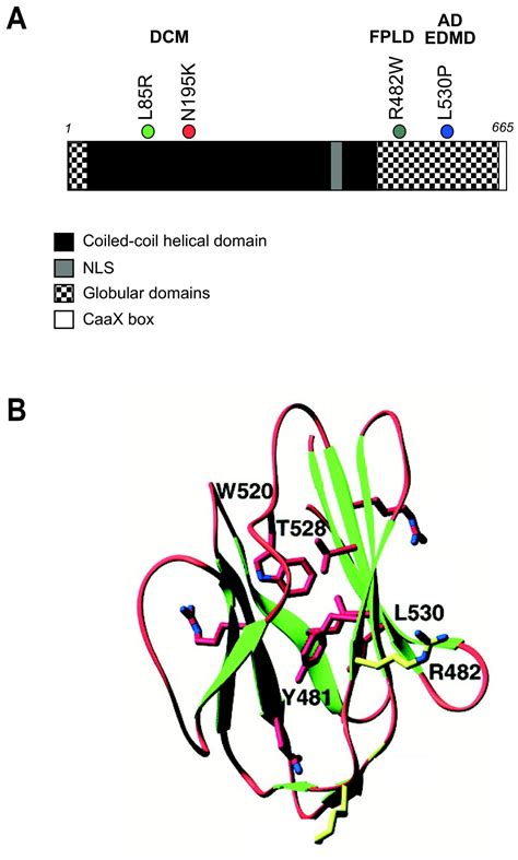 Altered Protein Dynamics Of Disease Associated Lamin A Mutants BMC