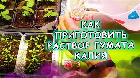 Сделайте сами жидкий ГУМАТ КАЛИЯ из сухого порошка. Как развести водой ...