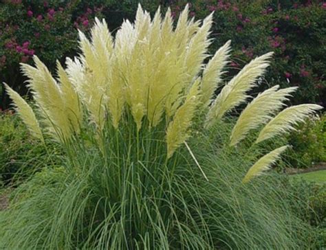 Piante da giardino: il Gynerium | PolliceGreen