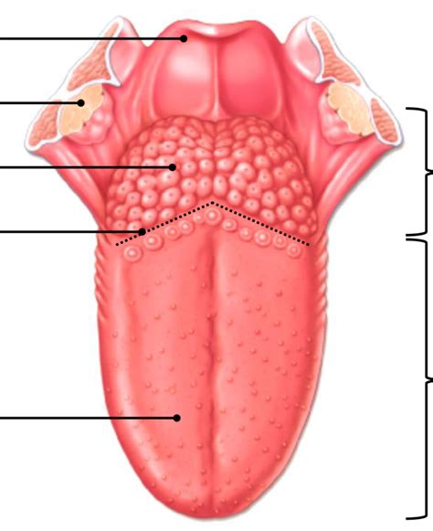 tongue Diagram | Quizlet