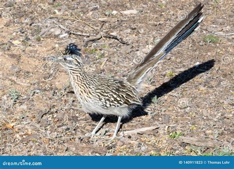 Greater Roadrunner the New Mexico State Bird Stock Image - Image of