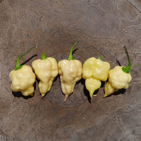 Super Hot And XXX Hot Chilli Seeds From Red Dragon Seeds UK