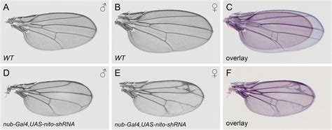 Spenito Is Required For Sex Determination In Drosophila Melanogaster Pnas