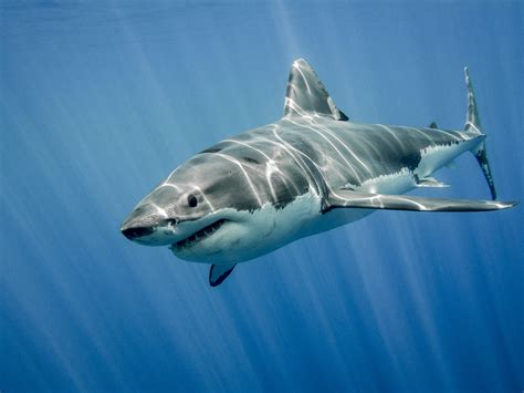 shark bytes  historical dataset   scientists
