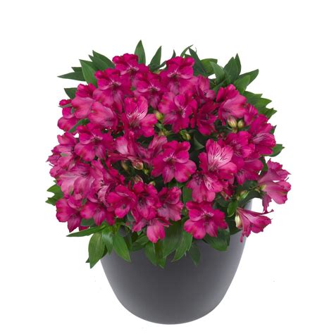 Alstroemeria Inticancha Machu Gardenerstreasures
