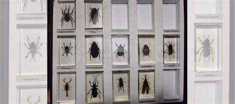 Насекомые в стекле купить в Белгороде | Хобби и отдых | Авито