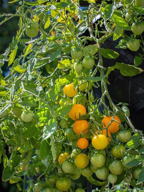Veggies To Grow In Hanging Baskets at Alesia Lehr blog