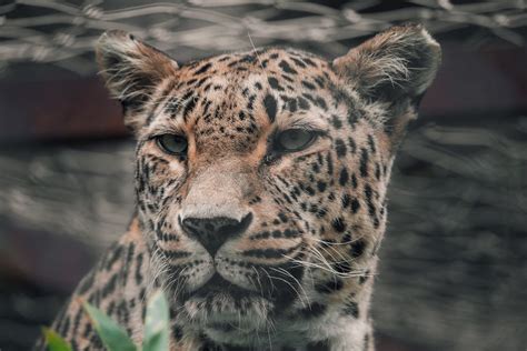 Портрет величественного леопарда крупным планом в Словении · Бесплатные ...