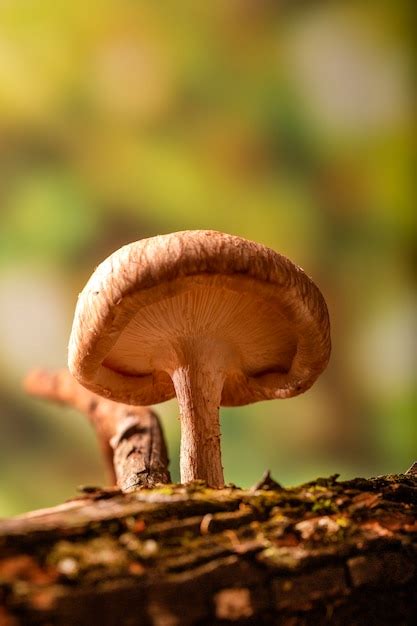 Premium Photo Shiitake Mushroom Growing On Tree