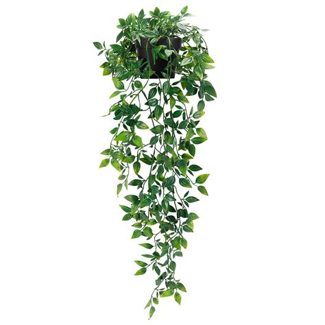 Best Kitchen Plants: A Comprehensive Buyer's Guide