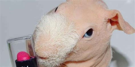 Naked Guinea Pig Loves Modeling For His Mom Videos The Dodo