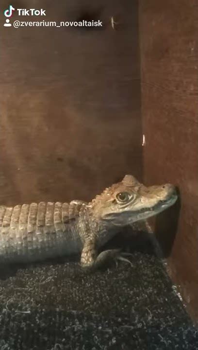 Злой крокодил!!! - YouTube