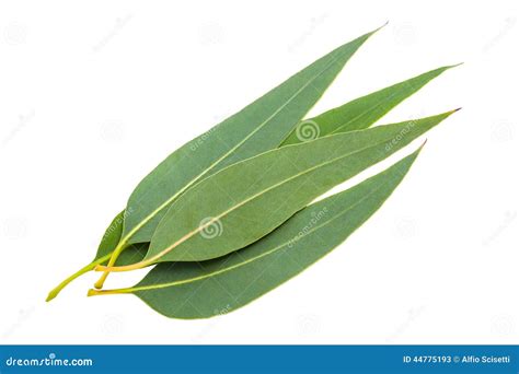 Eucalyptus Leaves Stock Photo - Image: 44775193