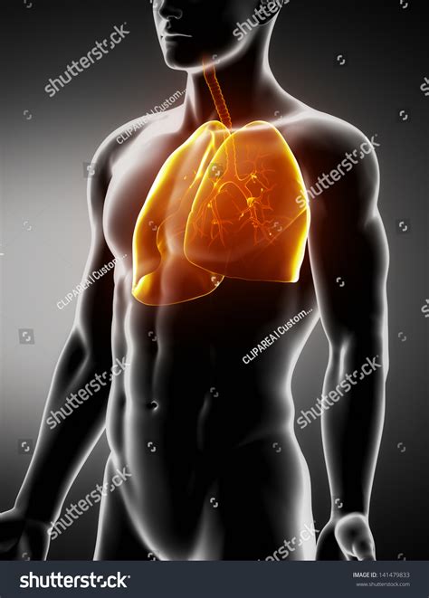 Lungs Trachea Male Anatomy Anterior Xray Shutterstock