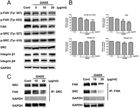 (A) Immunoblots of FAK signaling proteins and other related proteins ...