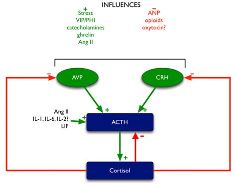 Normal Physiology Of Acth And Gh Release In The Hypothalamus And