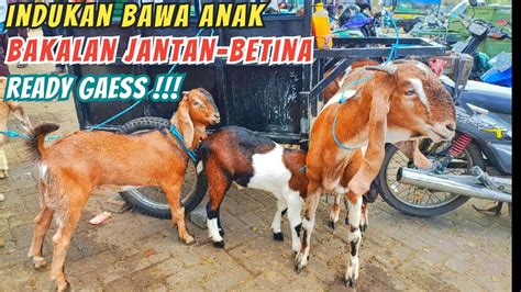 Update Harga Kambing Hari Ini Di Pasar Hewan Wlingi Blitar Sabtu