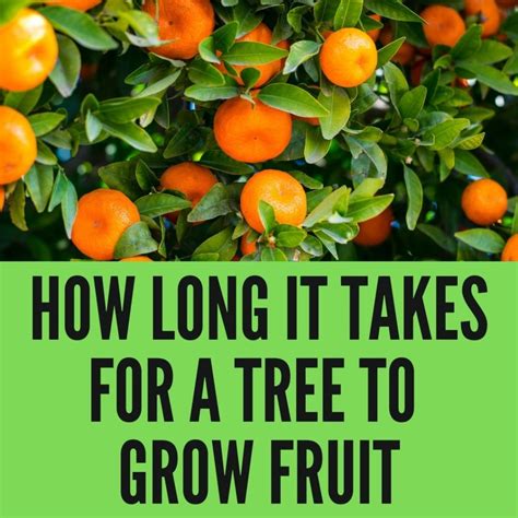 10 Best Fruit Trees For Sandy Soil 2023 Guide