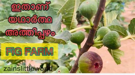 Fig Farm അതതപപഴ organic farming zains little world YouTube