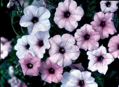 Petunia Tidal Wave® Silver | All-America Selections