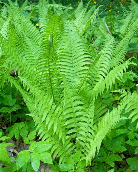 Lady Fern 3 Root Divisions Bloomingbulb