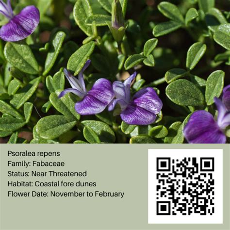 threatened plants foster
