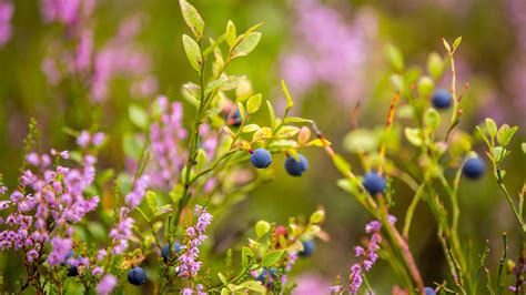 Bing HD Wallpaper Jul 8 2024 Blueberries Growing In The Wild Bing