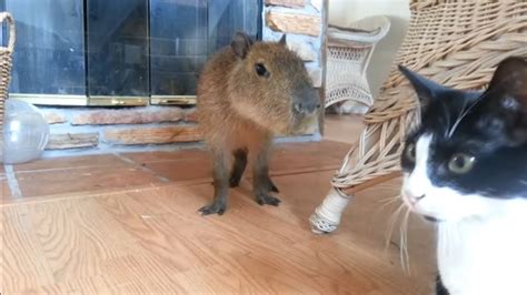 Capybara Cat