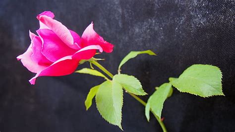 photo apple red rosa red rose nature petals beauty hippopx
