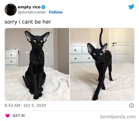 50 Of The Most Hilarious Cat Tweets Ever To Make You And Your Cat Laugh