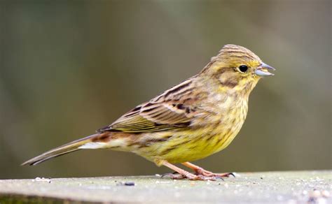 Yellowhammer Facts Identification Diet Migration Info Etc