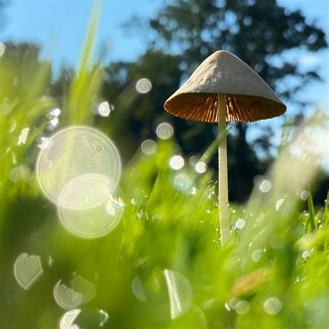 Authentic Digital Art Conocybe Apala Superrare