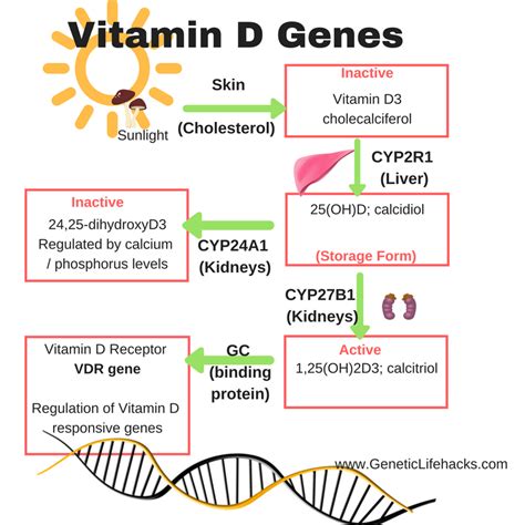 Vitamin D Genes 1 Genetic Lifehacks