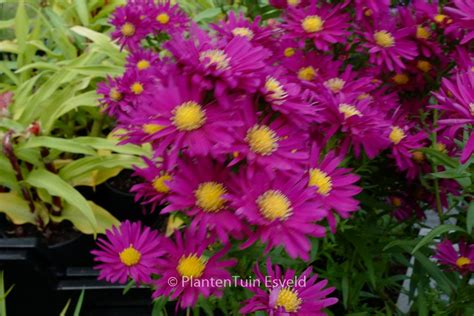 Aster novi-belgii ‘Crimson Brocade’ – Plantentuin Esveld