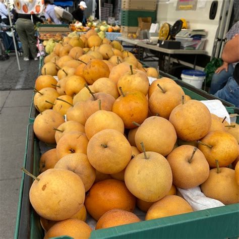 Tugi Root Information and Facts