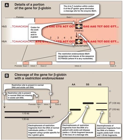 Restriction Fragment Length Polymorphism