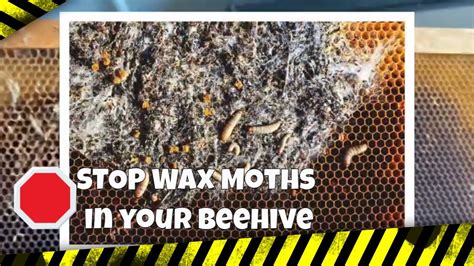 Stop Wax Moths In Your Beehive Beekeeping 101 Youtube